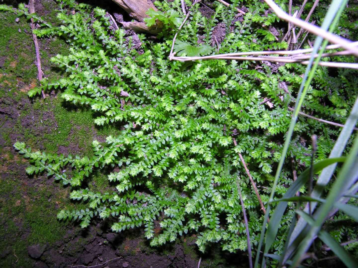 Selaginella denticulata / Selaginella denticolata